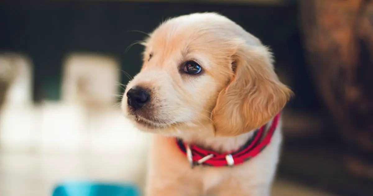 Top 10 kitten and puppy names for 2020 as Boris surges into top 100