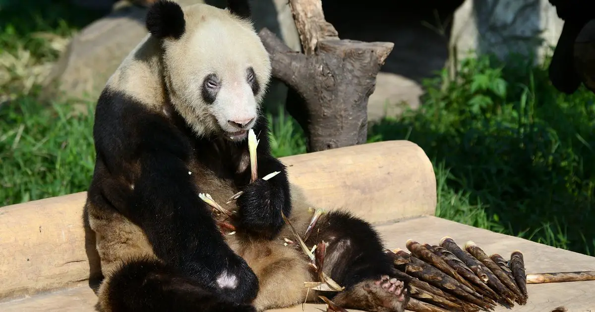 World's oldest panda hailed 'hero mother' dies aged 38 at Chinese zoo