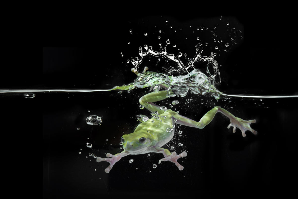 Can humans regrow limbs? A lab study with frogs offers hope
