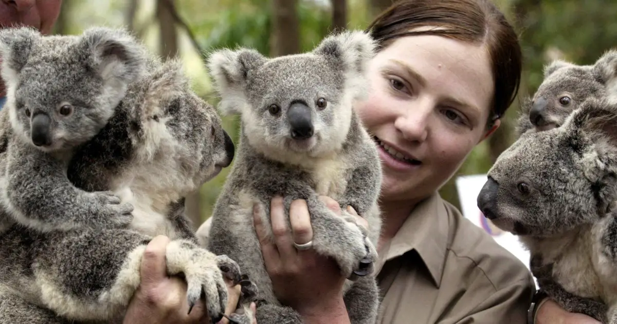 Australia to spend additional $35 million to protect koalas