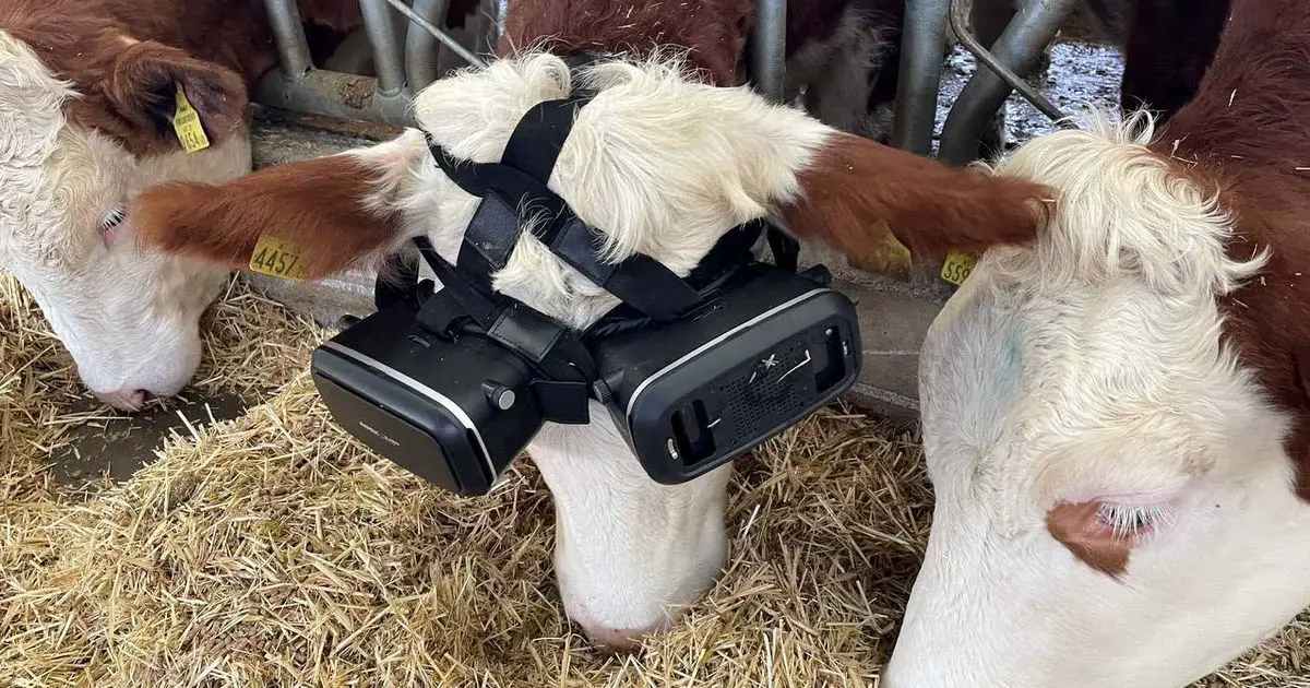 Cows are given virtual reality goggles to produce more milk