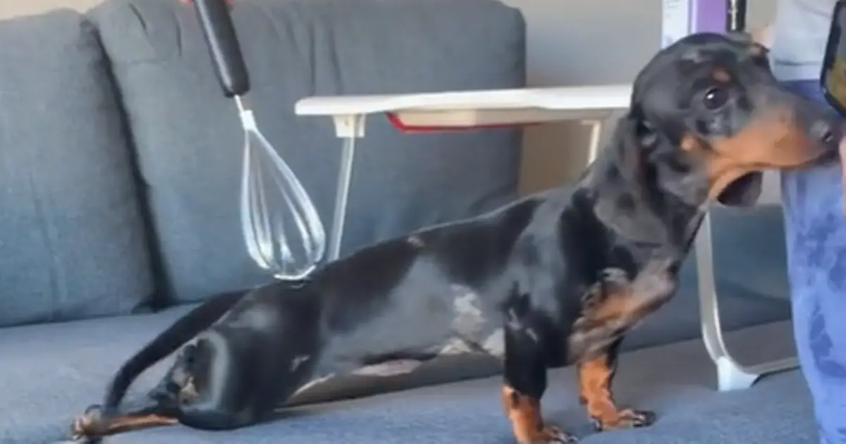 Dachshund puppy hilariously recreates scene from The Secret Life of Pets