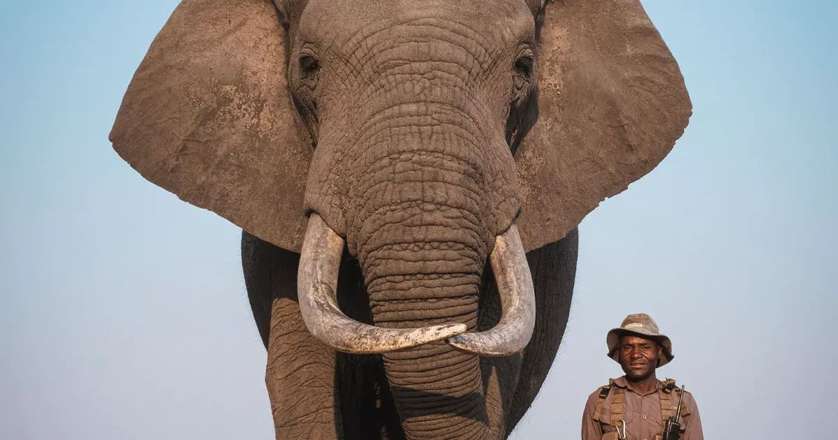 Makhavusi, a hand-reared elephant, and Marupia, an elephant handler are best friends