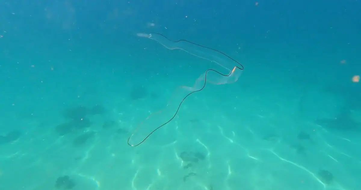 Ghostly eel-like sea beast that's almost totally transparent spotted by stunned divers