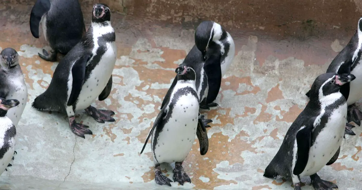 Heartbreak at zoo as avian malaria kills almost all of penguin colony