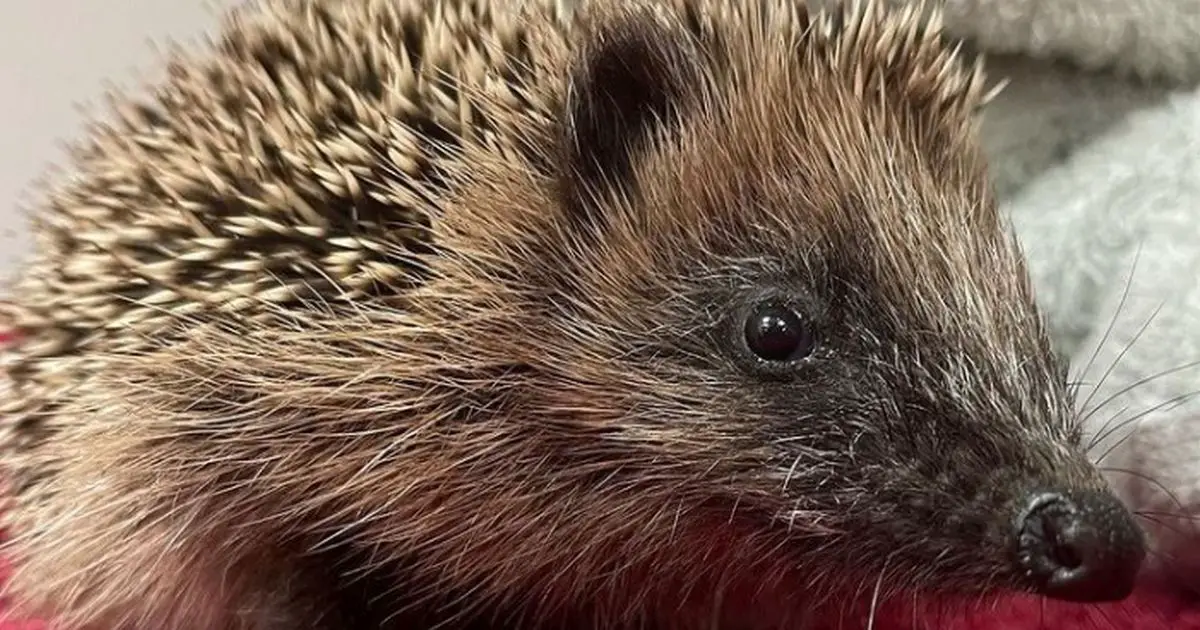Hedgehog that inflated like a balloon recovering after being 'popped' by vet
