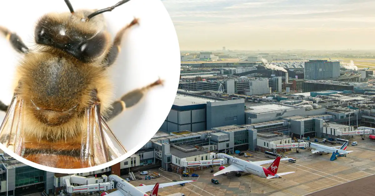 How bees and wasps forced planes to abandon take-offs at Heathrow