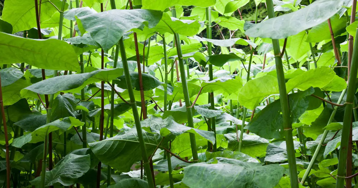 Japanese knotweed 'will only affect home's value if it's causing visible damage' say new guidelines