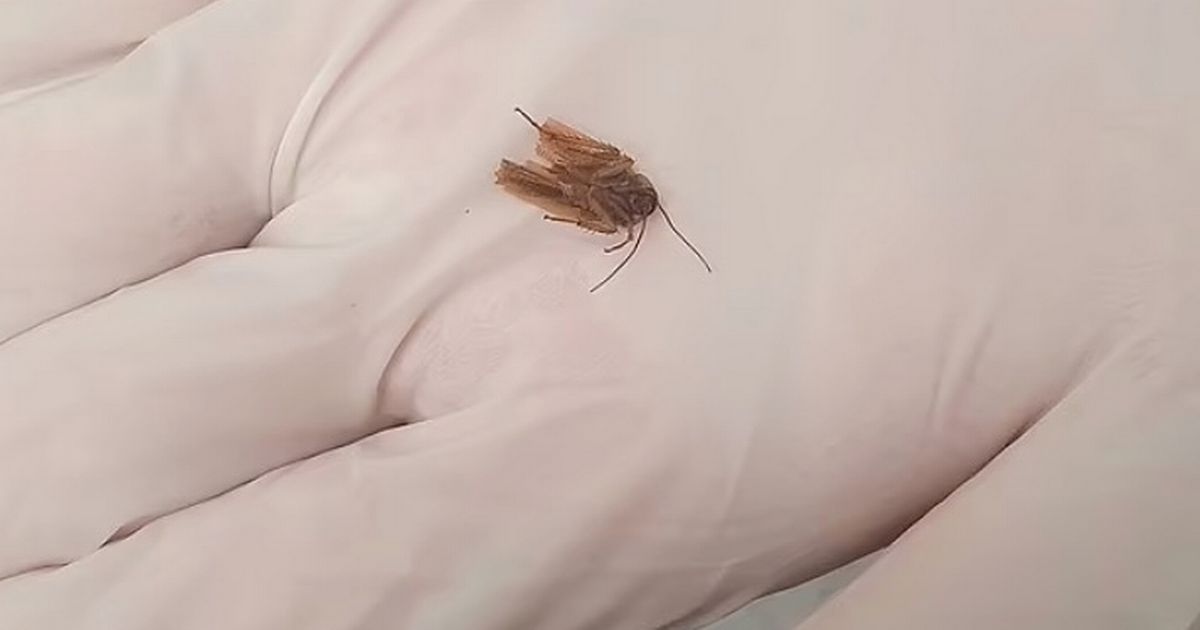 The cockroach which was pulled out of his ear
