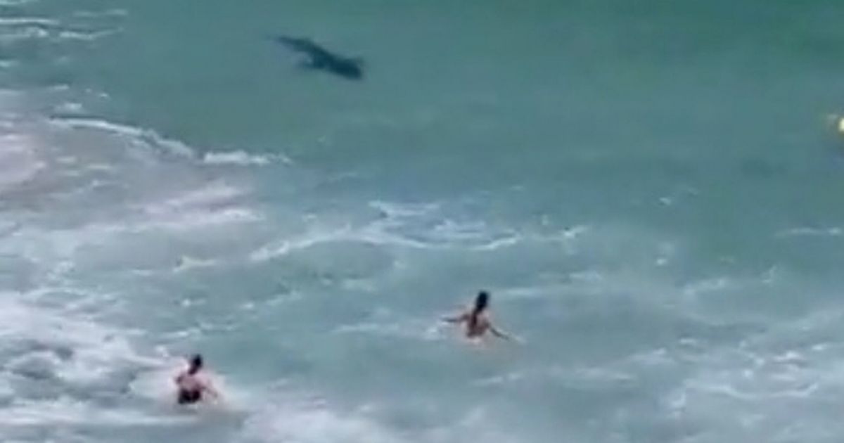 Massive shark prowls near swimmers in same spot where man was mauled to death