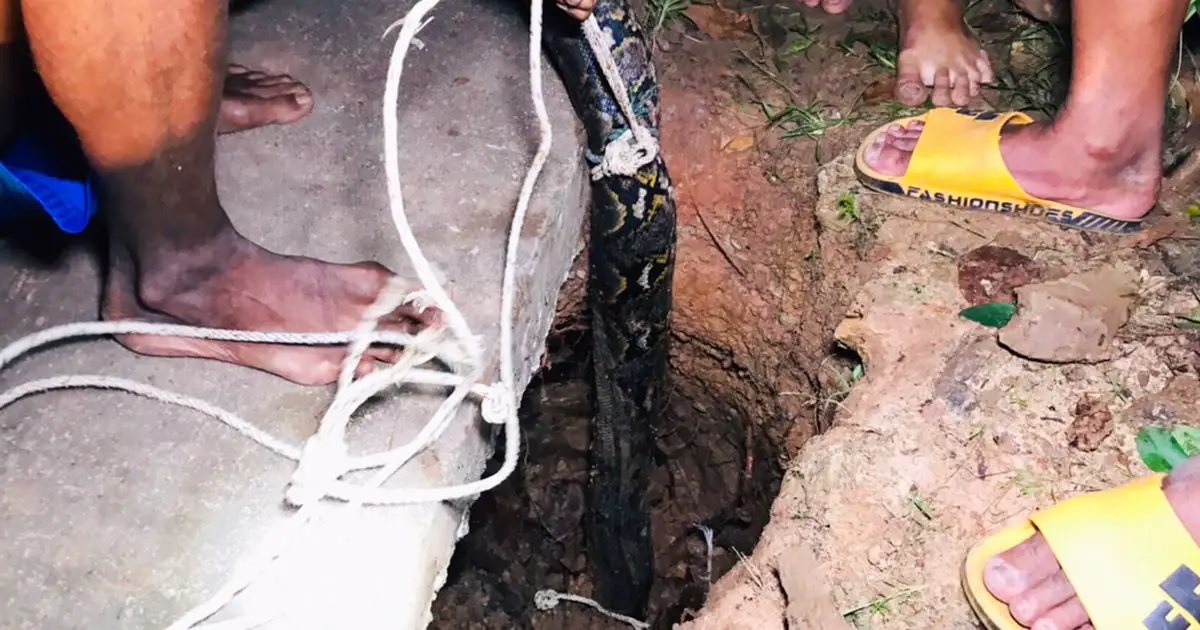 Monster 16ft snake captured by villagers after its wide body got trapped in drain