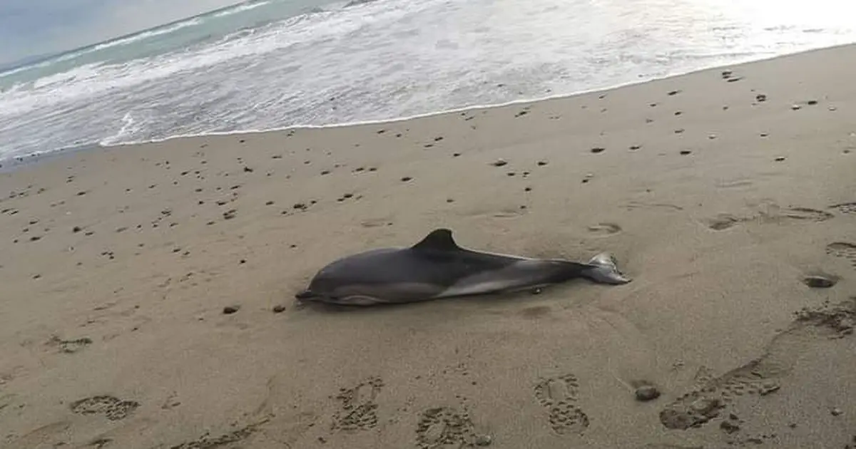 11 dolphins have washed up dead on multiple beaches on Costa del Sur in Spain