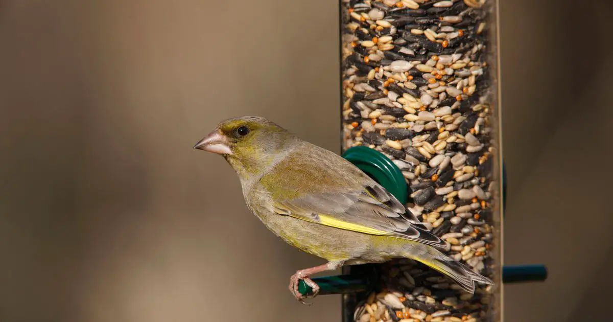RSPB Big Garden Birdwatch: The most common birds in the West Midlands