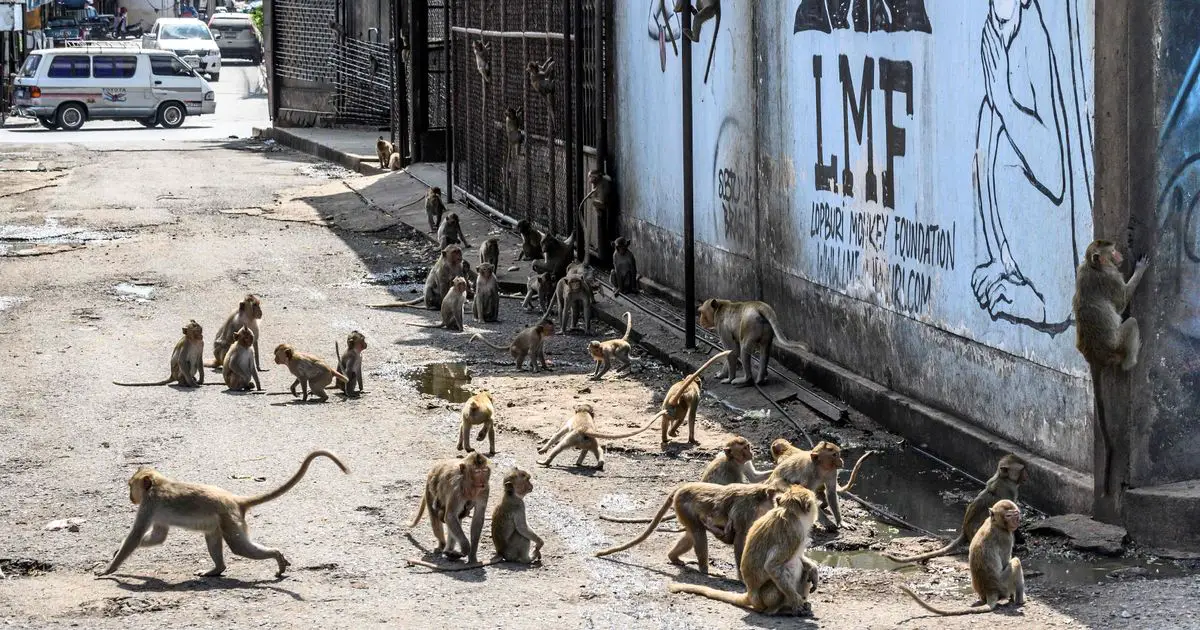 Thousands of wild monkeys terrorise Thai town after getting hooked on sugary drinks