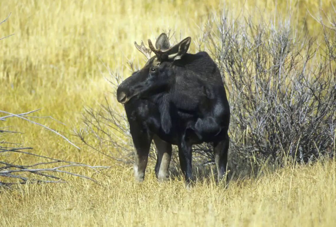 Man cut off moose’s head and left it to waste in Montana, officials say. Now he’ll pay