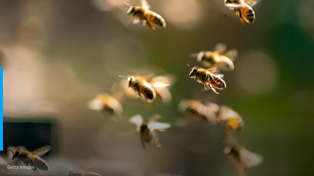 Bees stolen from grocery company's pollinator field