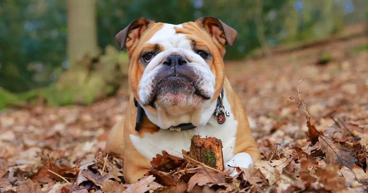 British Bulldogs have now been banned in Norway