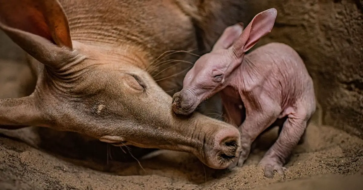 Chester Zoo hails 'momentous landmark' as first-ever aardvark born at park