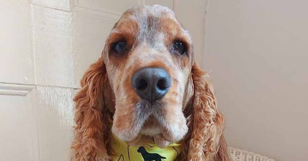 Cocker Spaniel brings joy to prison inmates who are missing their pets during therapy visits