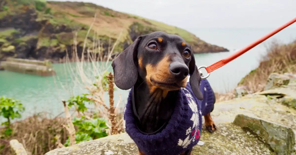 Couple's beautiful doggy gesture after loss of their beloved dachshund
