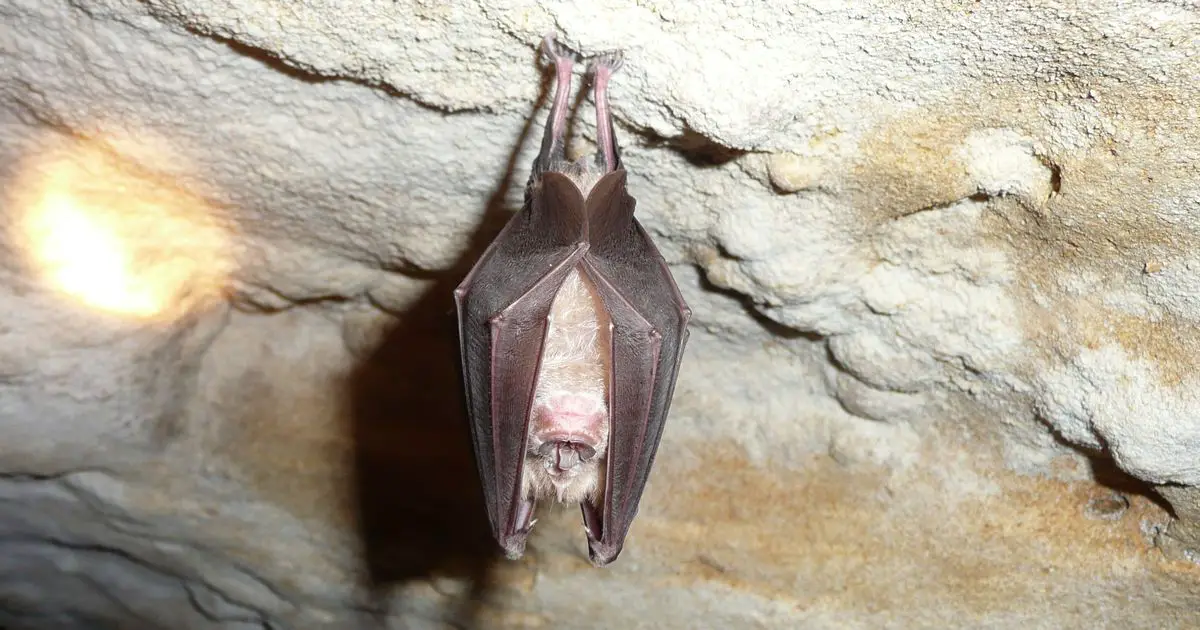 Covid origins traced to horseshoe bats by new study