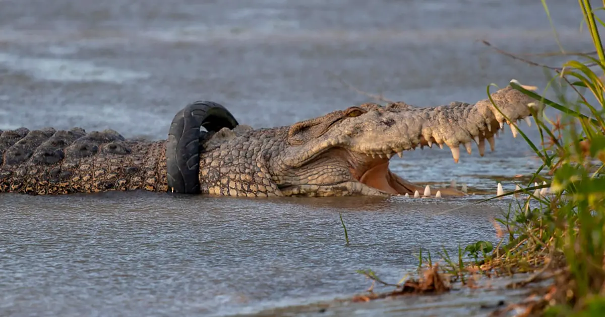 Crocodile with tire around its neck for six years finally freed in Indonesia