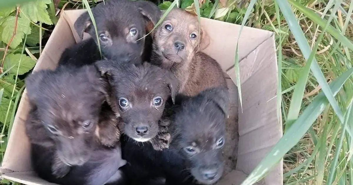 The puppies were found in cardboard boxes