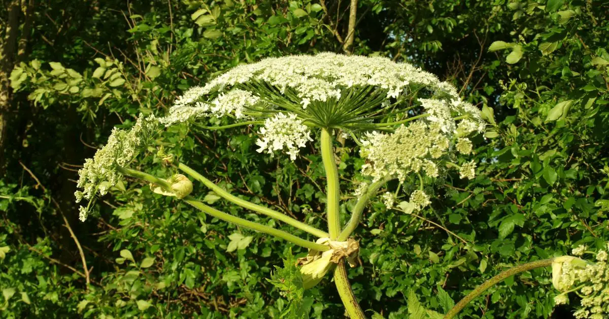 Destroy these 8 invasive plants in your garden - how to get rid of them