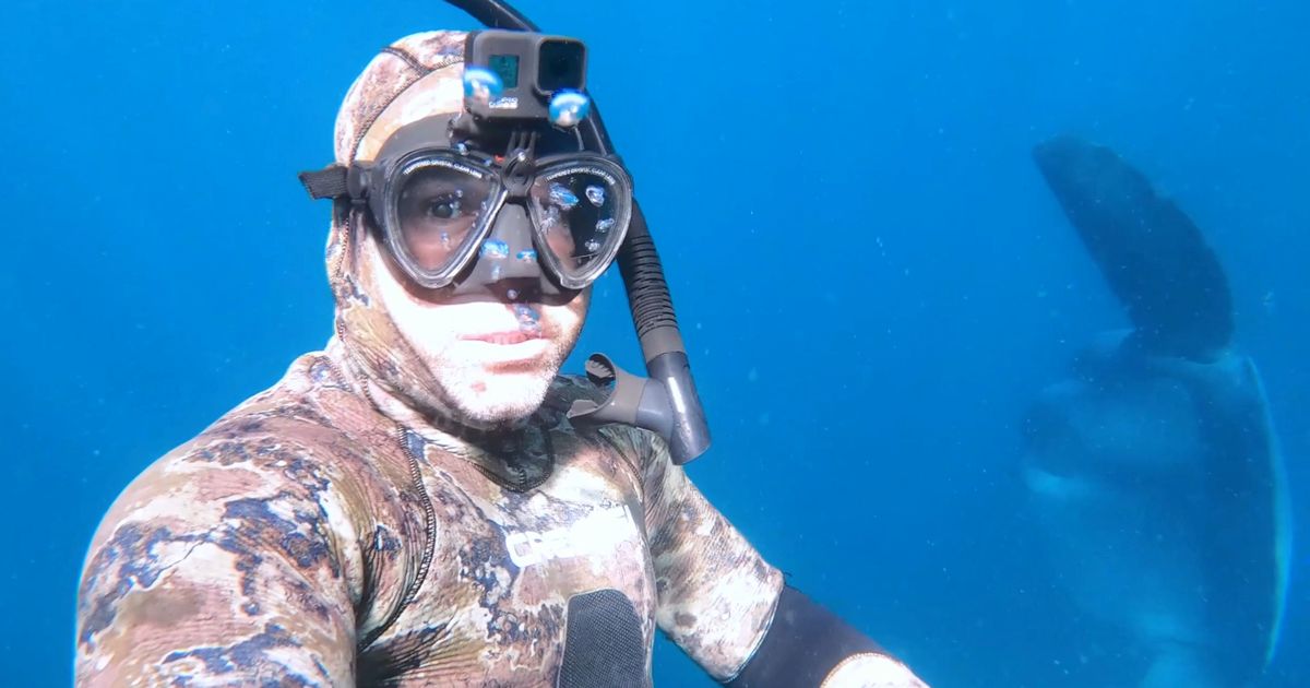Diver baffled after being photobombed by huge sea beast 'the size of a van'