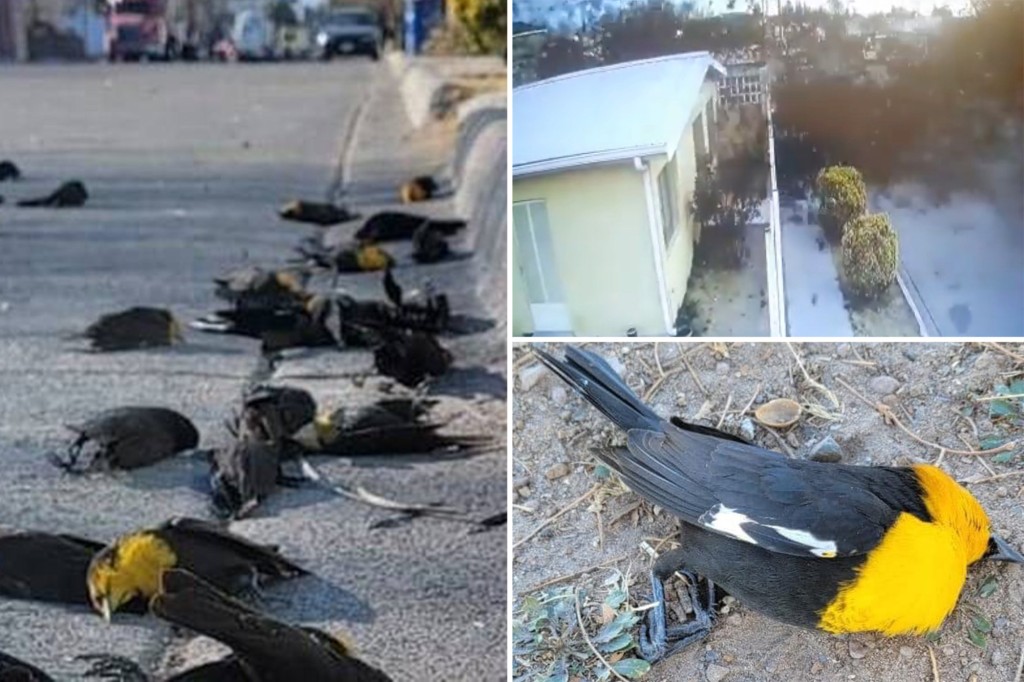 Dozens of yellow-headed blackbirds mysteriously drop dead in Mexico