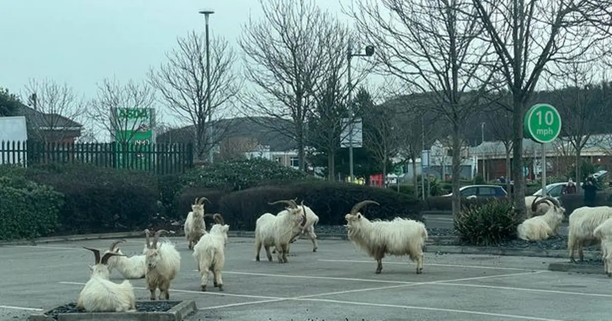Fighting goats stop traffic outside supermarket as drivers try and fail to move them on