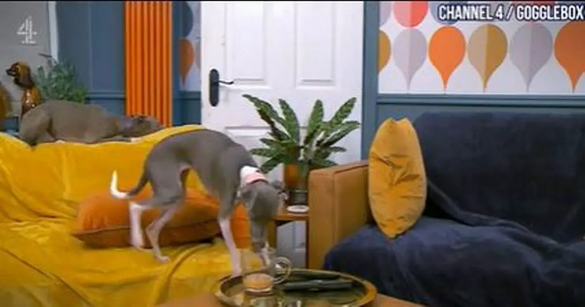 Gogglebox viewers left feeling 'queasy' over Ellie's dog behaviour