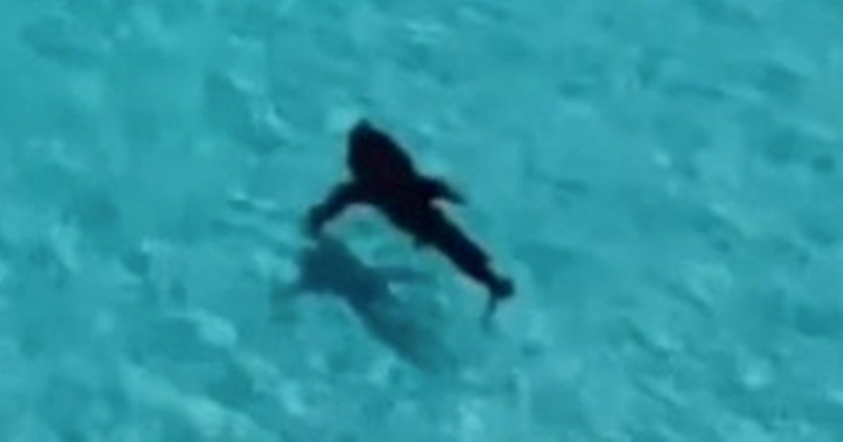 Great white shark seen stalking beach minutes after attacking woman in rubber ring
