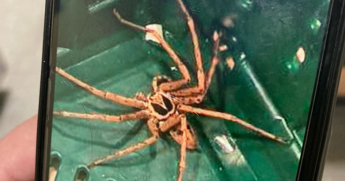 A supermarket worker in Rees, Germany, discovered the exotic spider in a banana box