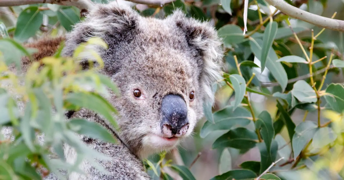 Koala now endangered in eastern Australia