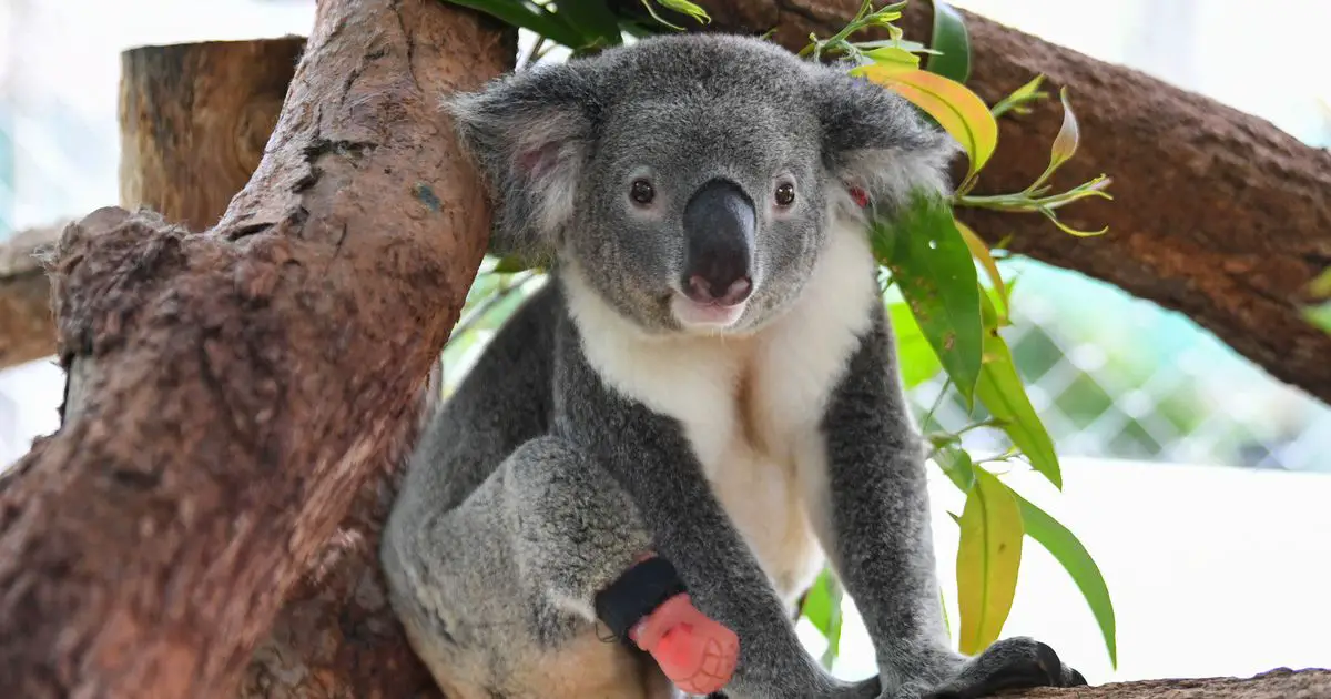 Koalas officially on the endangered species list in a bid to combat extinction