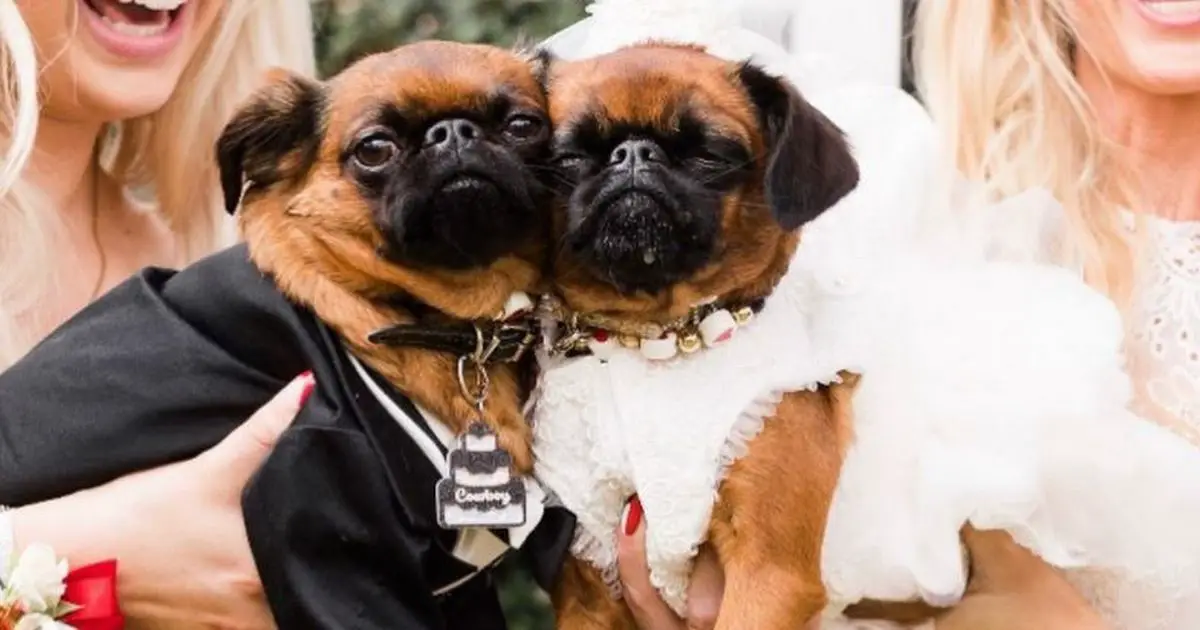 Loved-up dogs tie the knot in romantic wedding and vow to stay together 'until death do them bark'