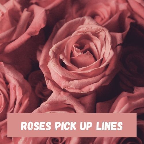 cliche roses pick up lines