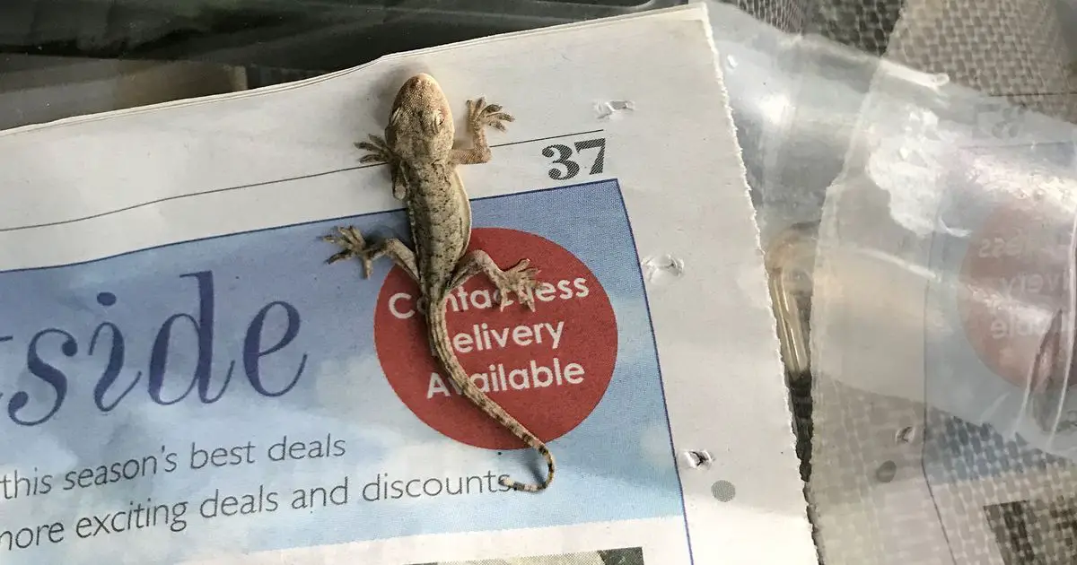 Stowaway gecko survived three months after 4,800-mile journey from China