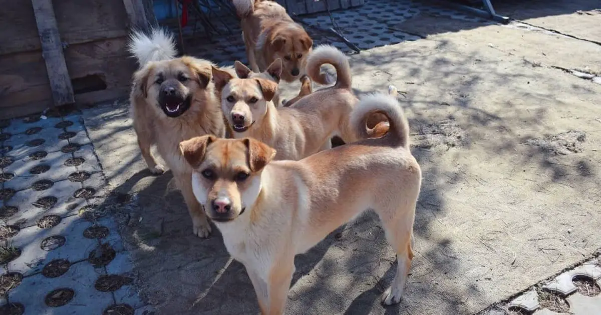 Happy rescue dogs in China