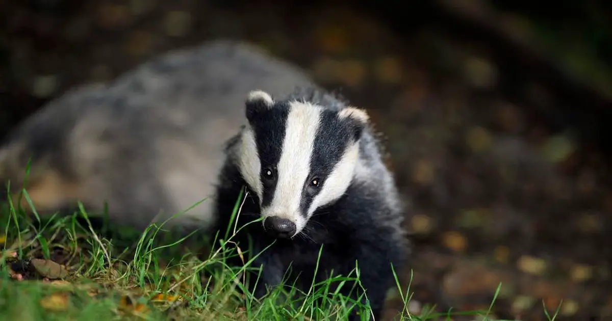 Trio face imprisonment for catalogue of animal cruelty offences including badger baiting