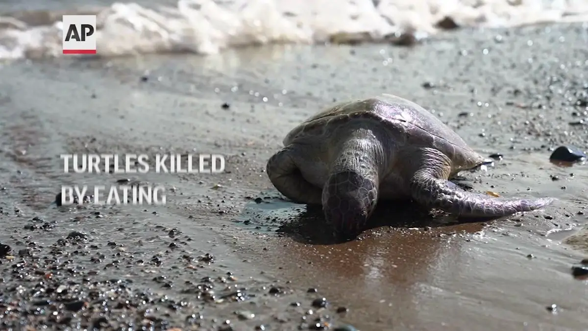 Turtles dying from eating throwaway plastic in UAE