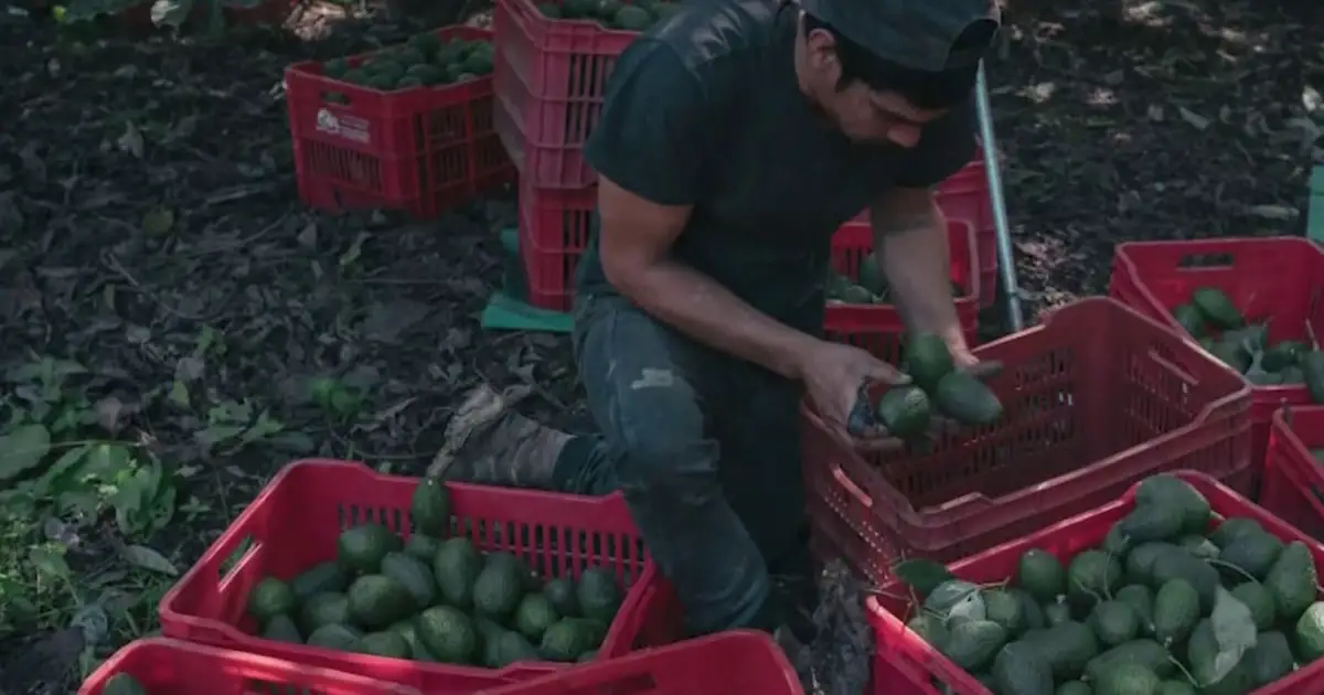 U.S. suspends Mexican avocado imports due to organized crime