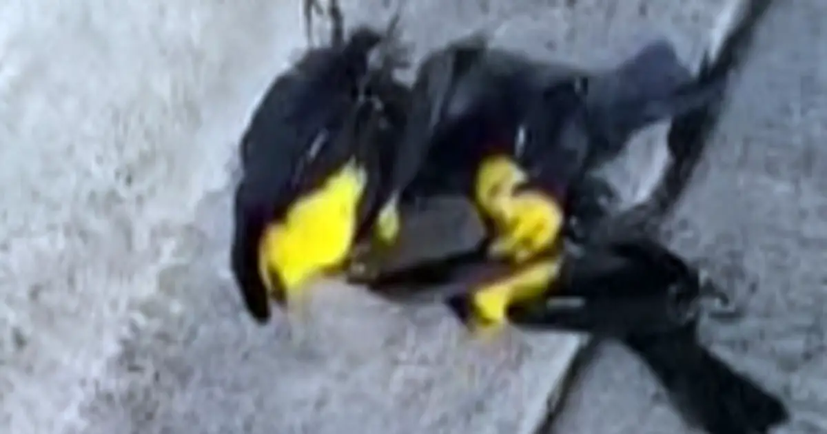 Video captures moment hundreds of birds fell from the sky and died in Mexico