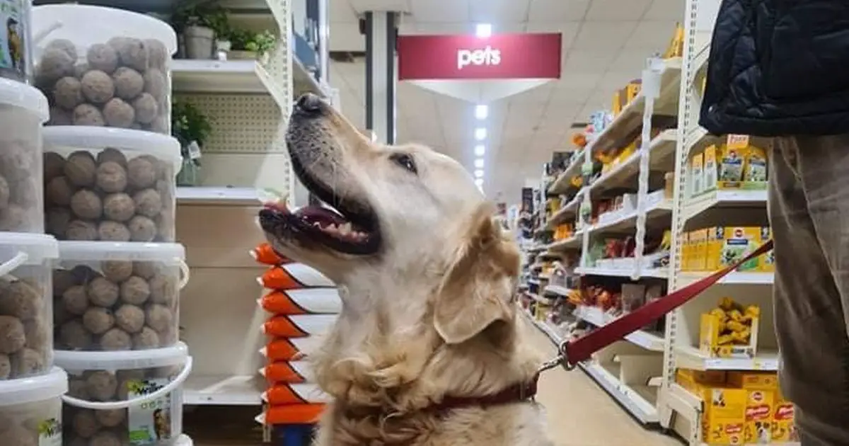 Wilko's decision to allow dogs in all stores across UK leaves huge divide among customers