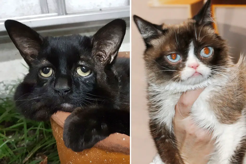 ‘New Grumpy Cat’ has permanently sad face due to rare medical condition