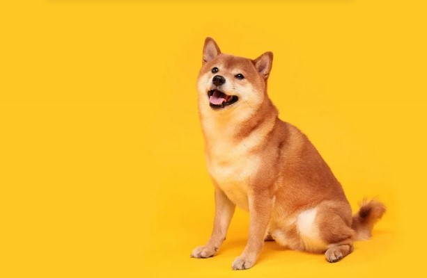 Analysis of prices for shiba inu and why people leave it