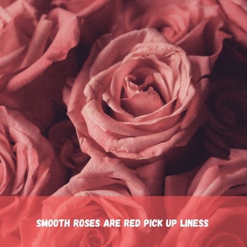 smooth red roses pick up lines