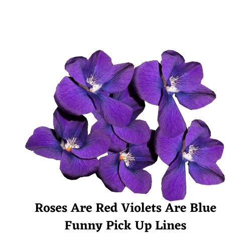 roses are red violets are blue funny pick up lines