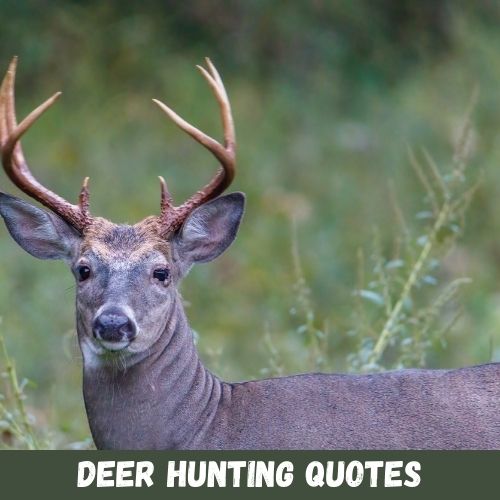 deer hunting quotes